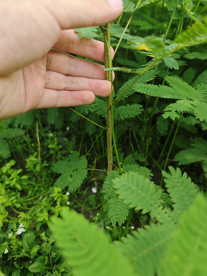红花合欢苗观赏绿化药用种植量大优惠规格齐全