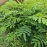 红花合欢苗观赏绿化药用种植量大优惠规格齐全