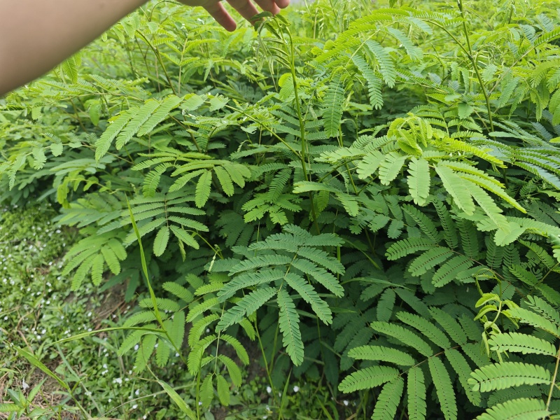 红花合欢苗观赏绿化药用种植量大优惠规格齐全