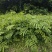 红花合欢苗观赏绿化药用种植量大优惠规格齐全