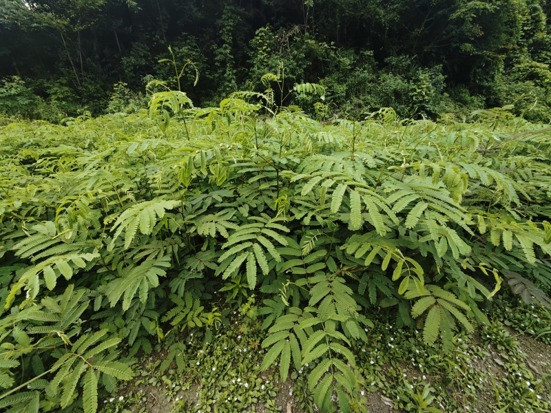 红花合欢苗观赏绿化药用种植量大优惠规格齐全