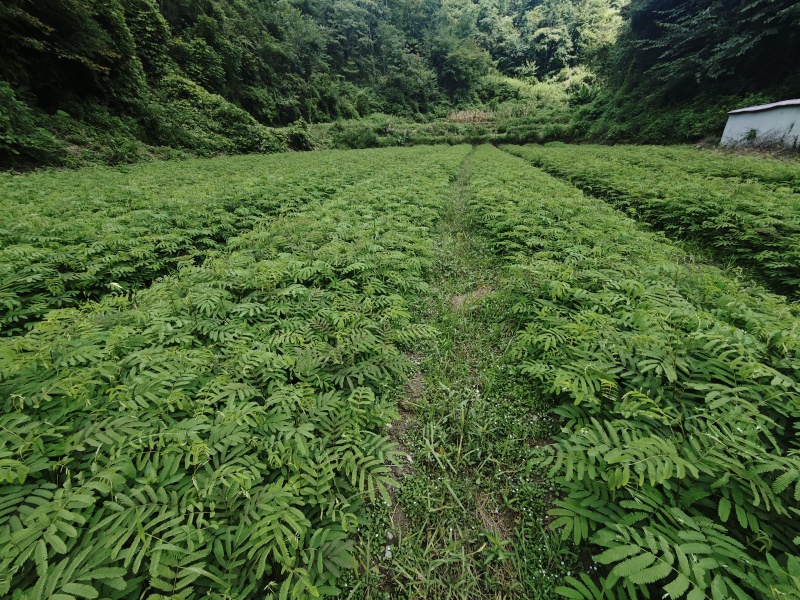 红花合欢苗观赏绿化药用种植量大优惠规格齐全