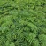 红花合欢苗观赏绿化药用种植量大优惠规格齐全