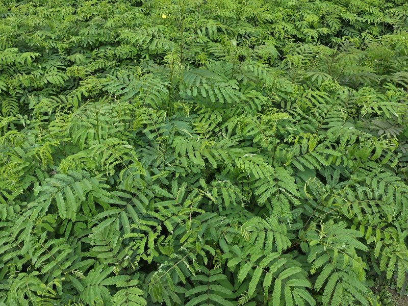 红花合欢苗观赏绿化药用种植量大优惠规格齐全