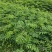 红花合欢苗观赏绿化药用种植量大优惠规格齐全