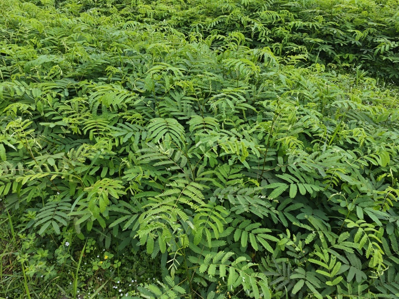 红花合欢苗观赏绿化药用种植量大优惠规格齐全