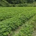 红花合欢苗观赏绿化药用种植量大优惠规格齐全