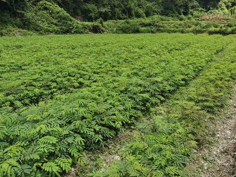 红花合欢苗观赏绿化药用种植量大优惠规格齐全