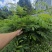 红花合欢苗观赏绿化药用种植量大优惠规格齐全