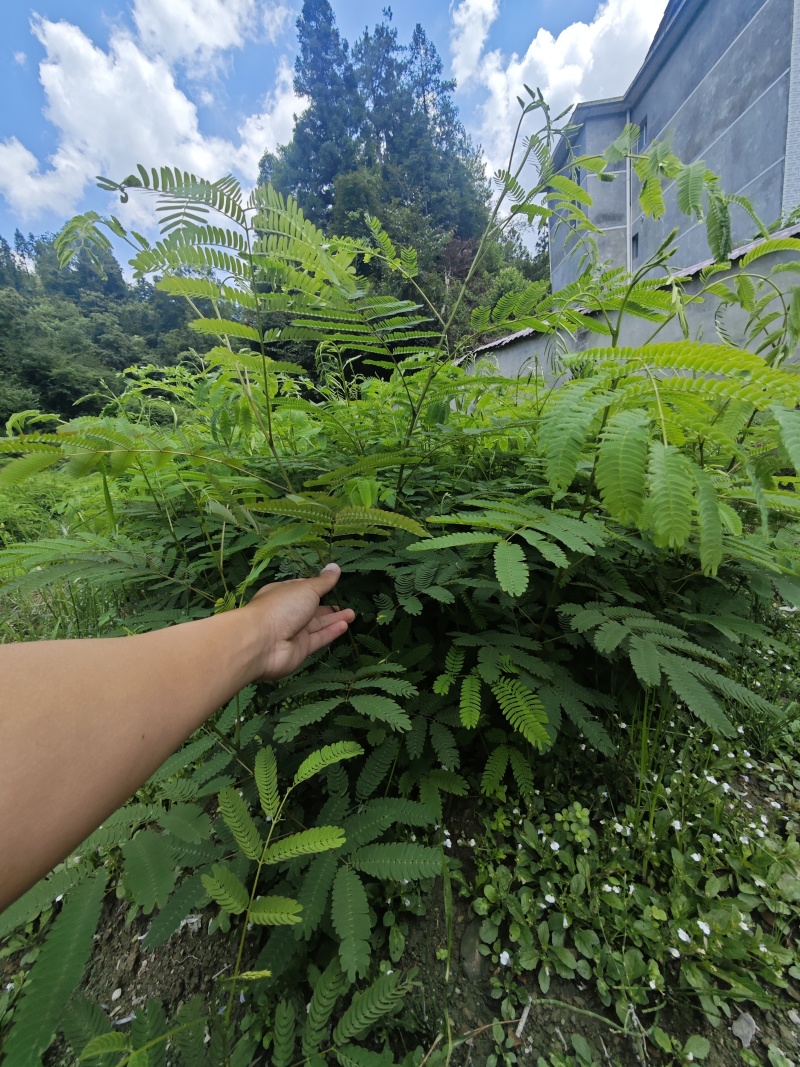 红花合欢苗观赏绿化药用种植量大优惠规格齐全