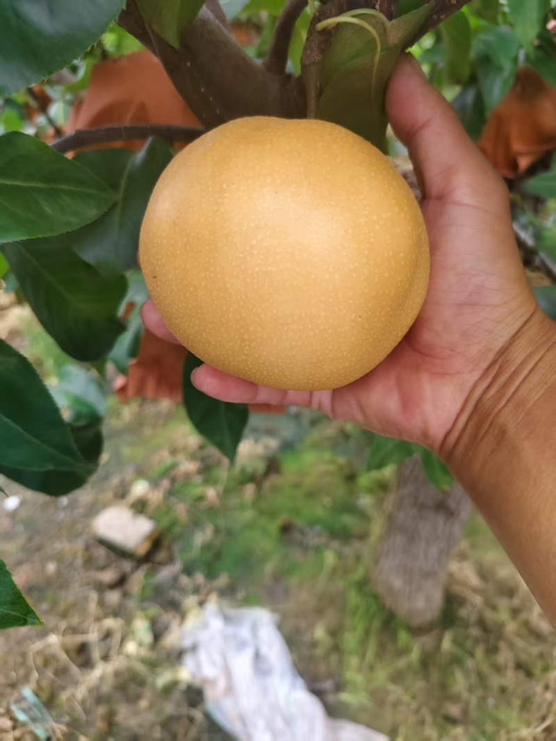 秋月梨山东秋月梨大量上市，甜脆无渣，可视频看货