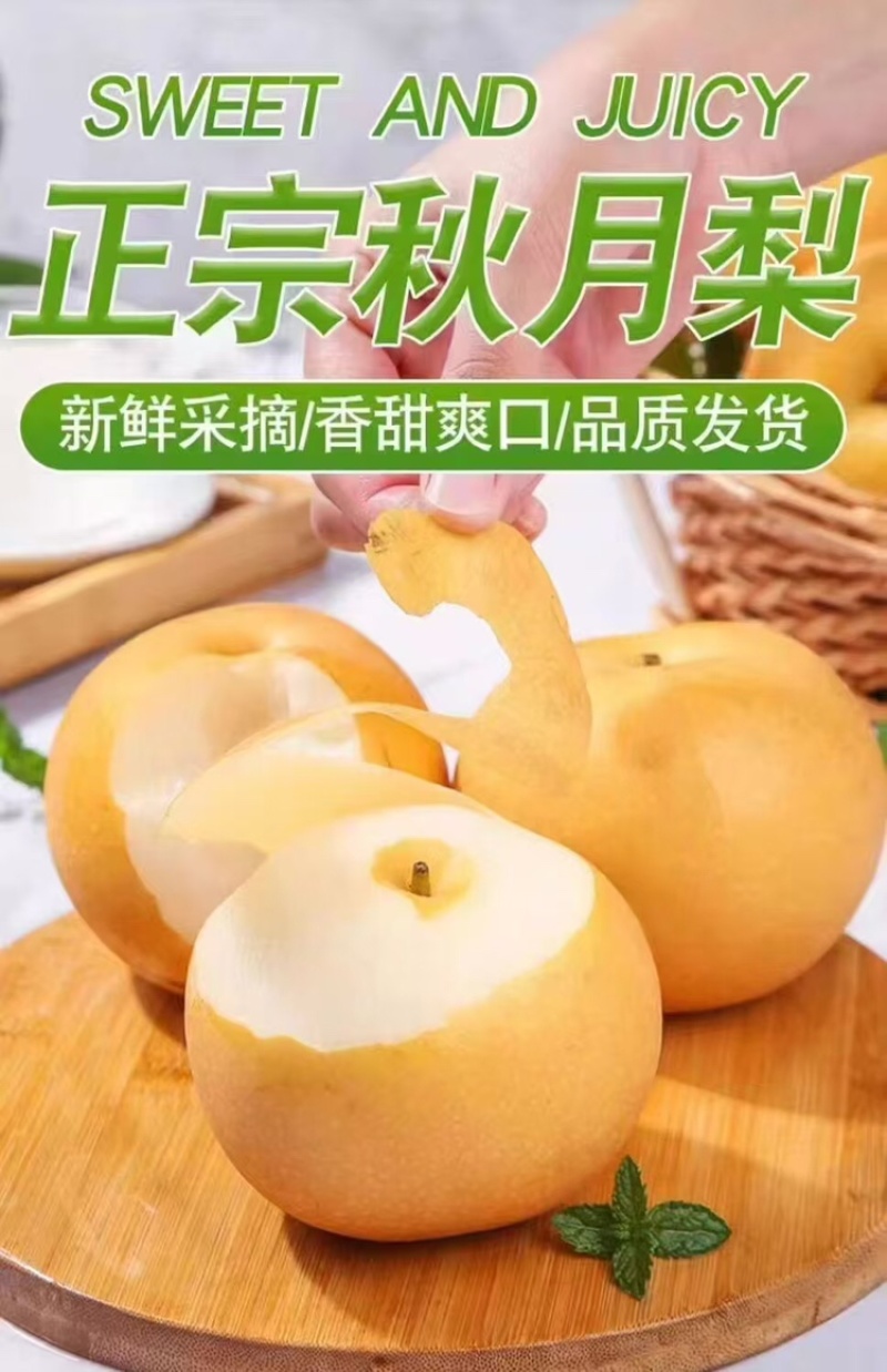 秋月梨山东秋月梨大量上市，甜脆无渣，可视频看货