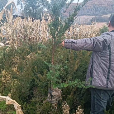 红豆杉苗，东北抗寒品基地直供，大量上市，欢迎致电