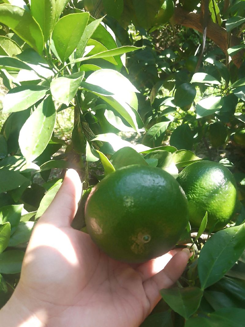 潮汕贡果
