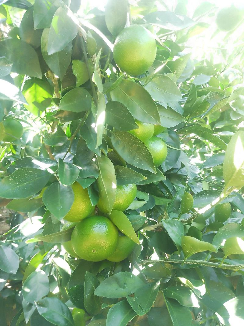 潮汕贡果