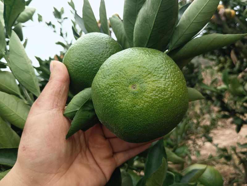 潮汕贡果
