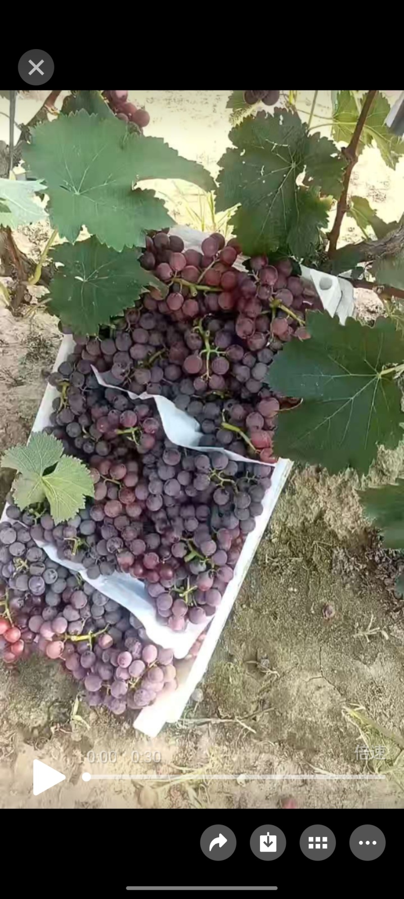 威县巨峰葡萄急需包地地的老板来威县看货