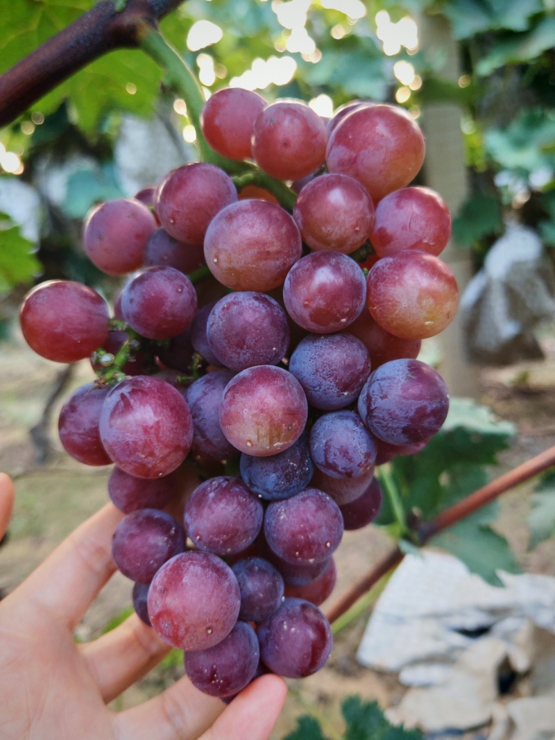 巨峰葡萄