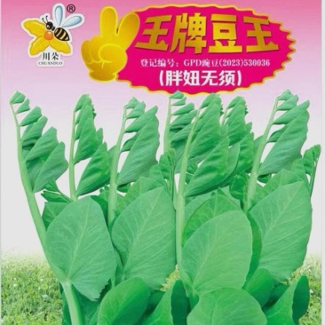 豌豆种子粗胖豆苗胖妞无须嫩茎粗胖