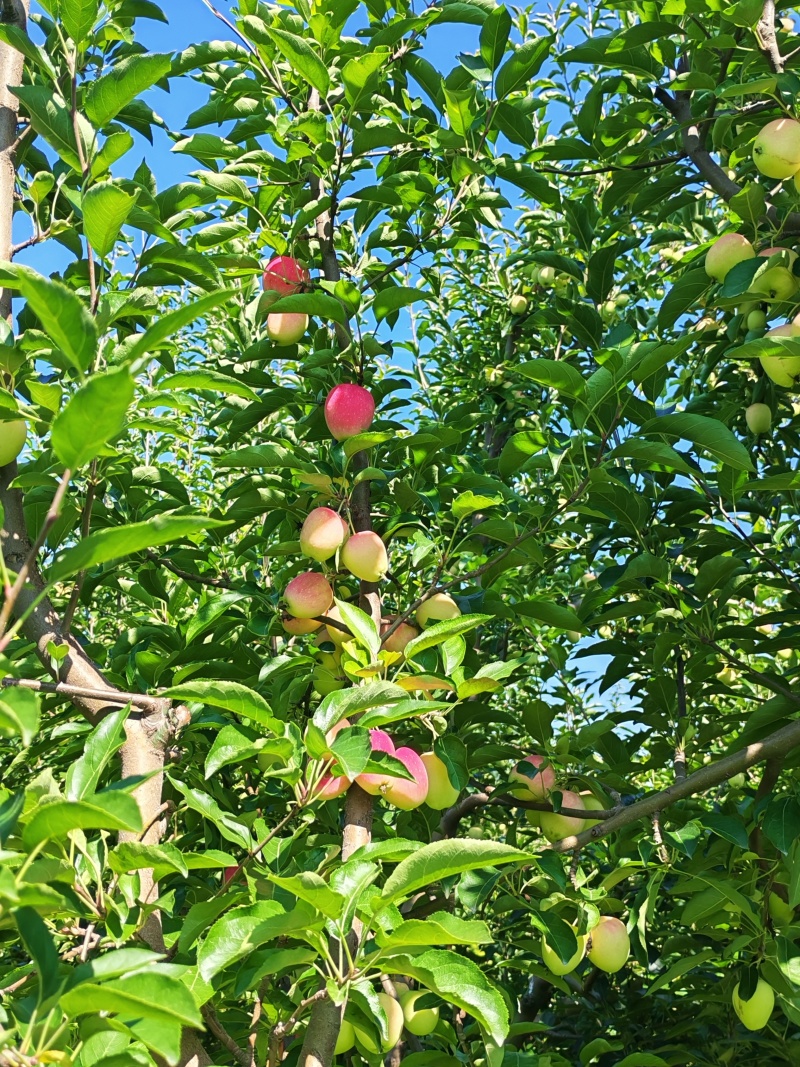 鸡心果内蒙古直产区，一手货源价格优惠工厂对接