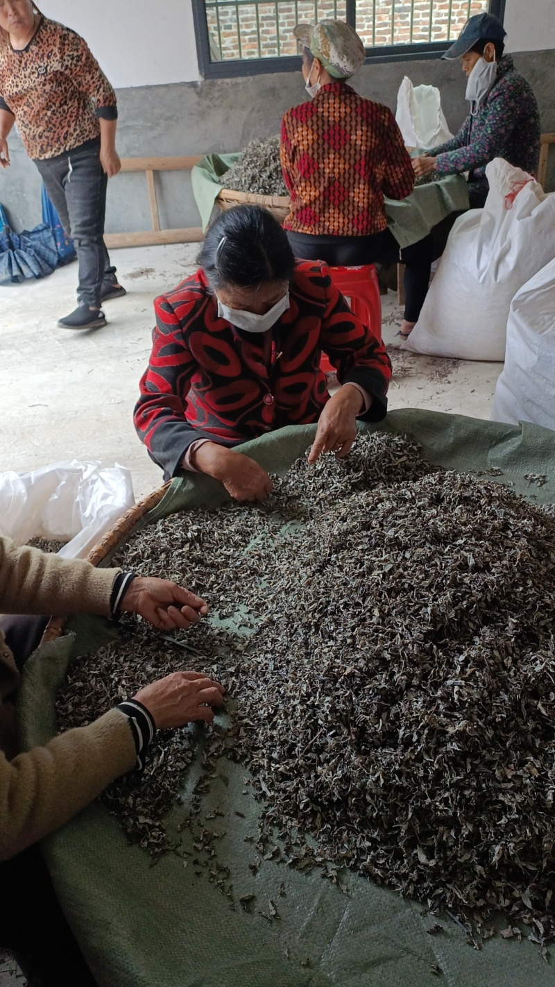 26年野生藤茶叶片茶正宗原生态农家自制，欢迎各位咨询