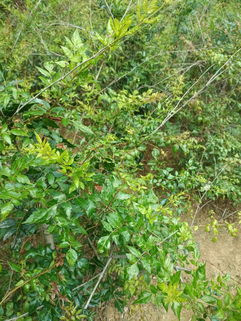 26年野生藤茶叶片茶正宗原生态农家自制，欢迎各位咨询