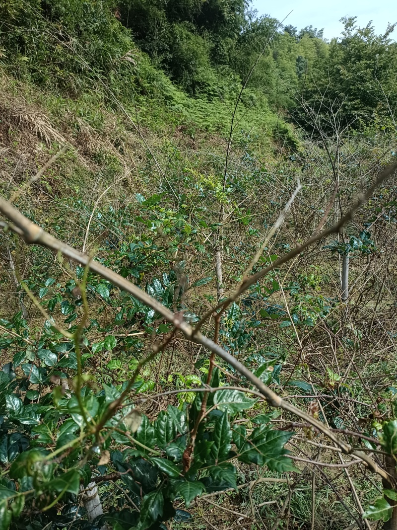 26年野生藤茶叶片茶正宗原生态农家自制，欢迎各位咨询