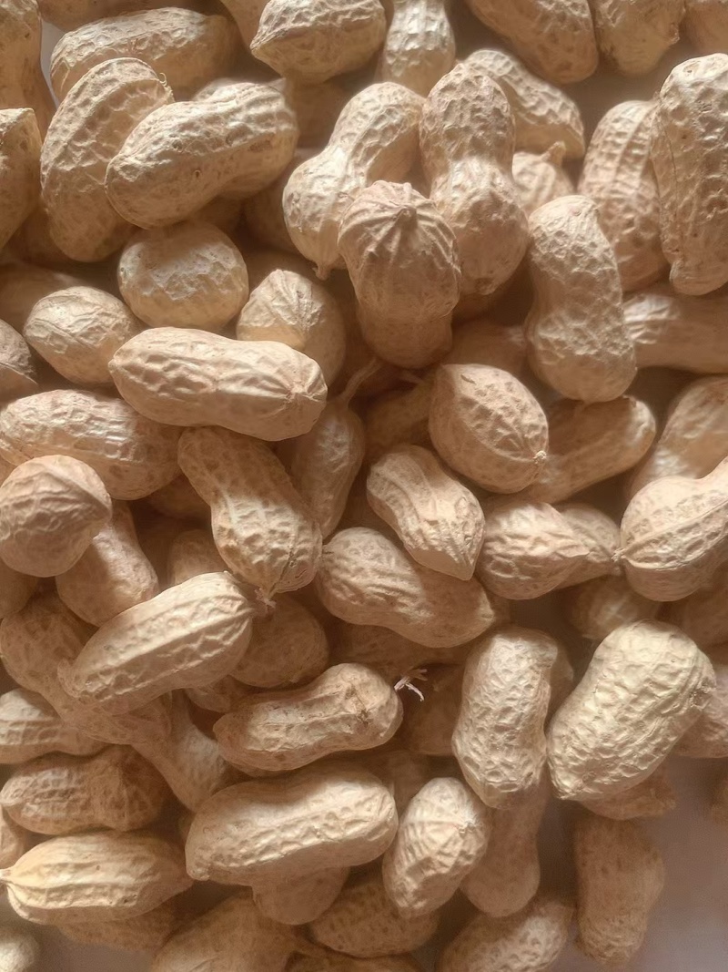 白沙系列干货带壳