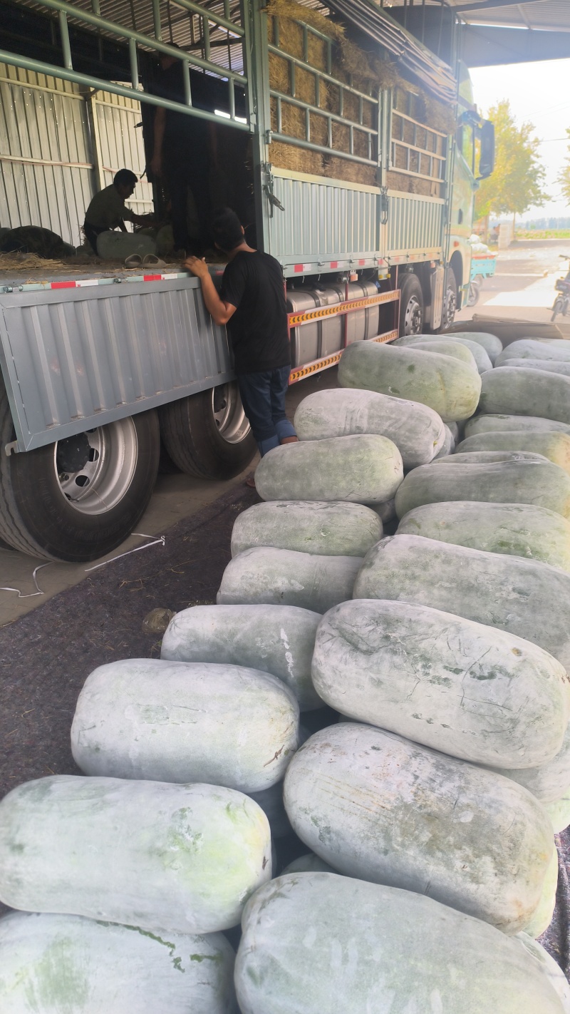 冬瓜海南白皮冬瓜大量上市一手货源支持视频看货全国代发
