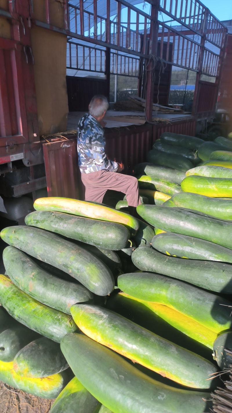 冬瓜黑皮冬瓜大量上市一手货源支持视频看货全国代发交通方便
