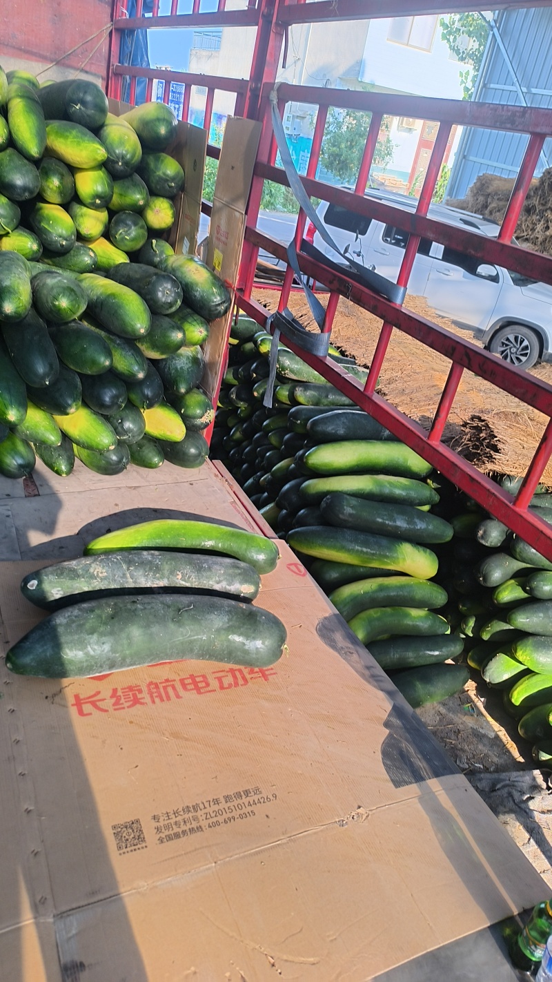 冬瓜黑皮冬瓜大量上市一手货源支持视频看货全国代发交通方便