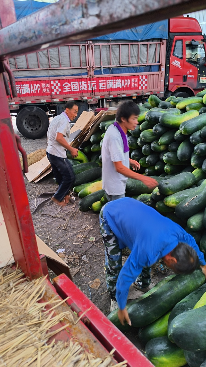 冬瓜黑皮冬瓜大量上市一手货源支持视频看货全国代发交通方便