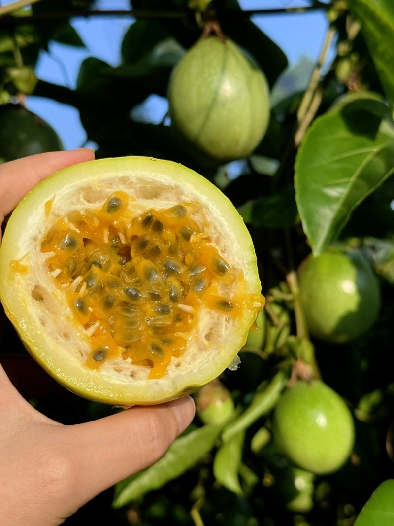 钦蜜九号百香果批发