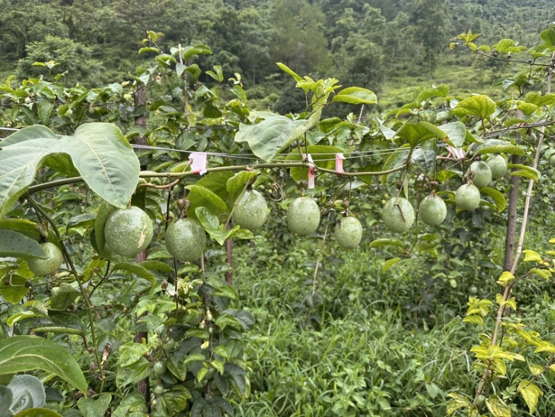 钦蜜九号百香果批发