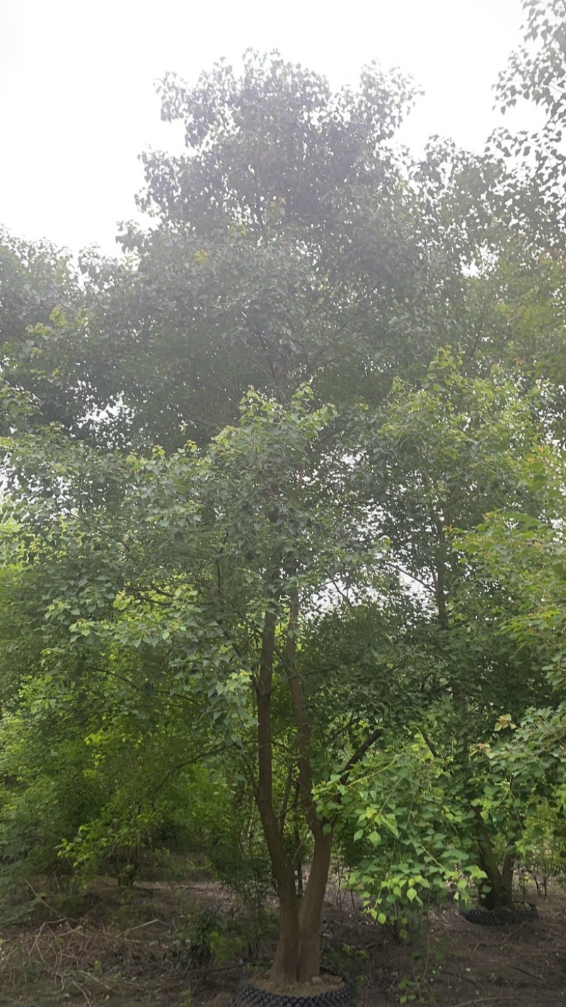 原丛生乌桕