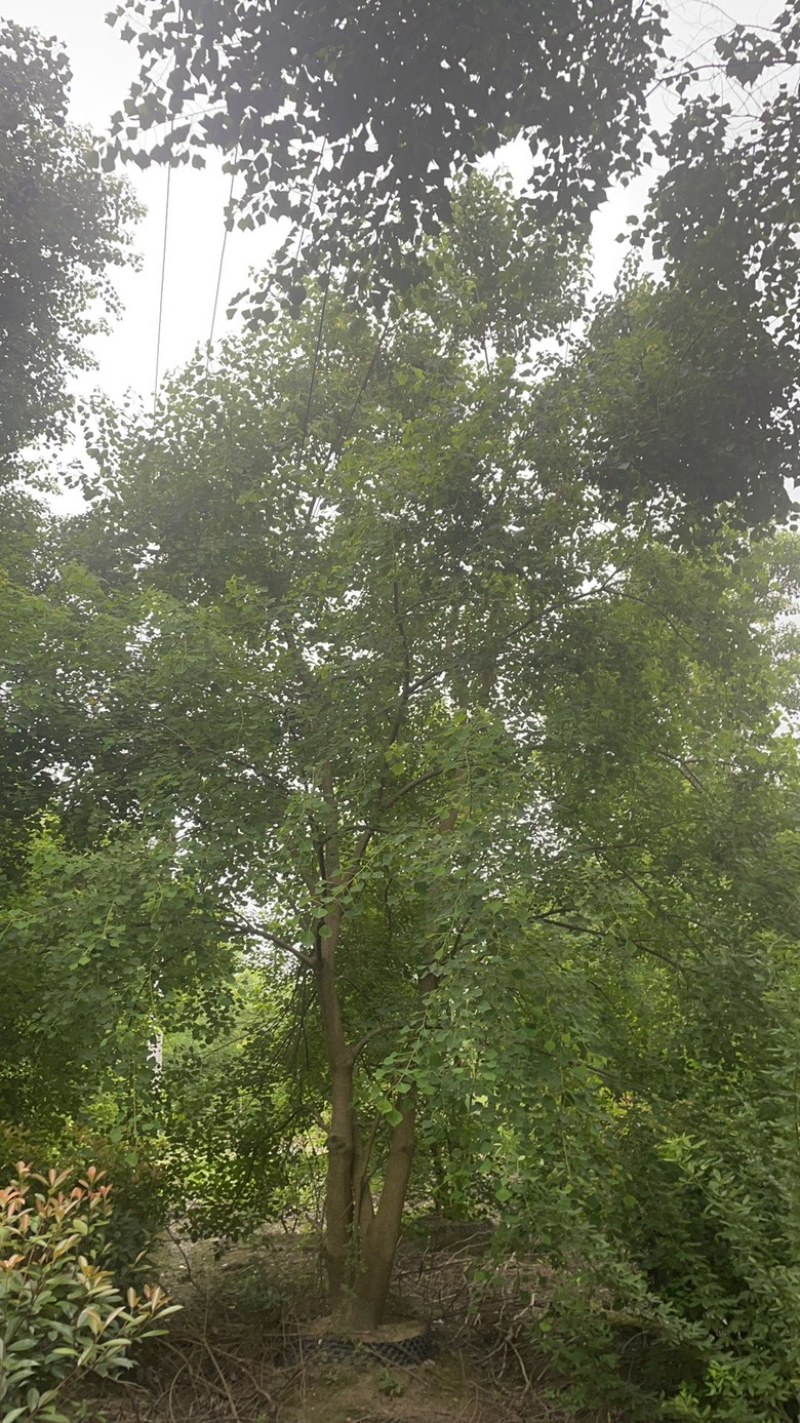 原丛生乌桕