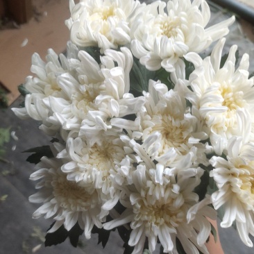 江苏基地一手货源黄白菊，鲜切花，插花，祭祀