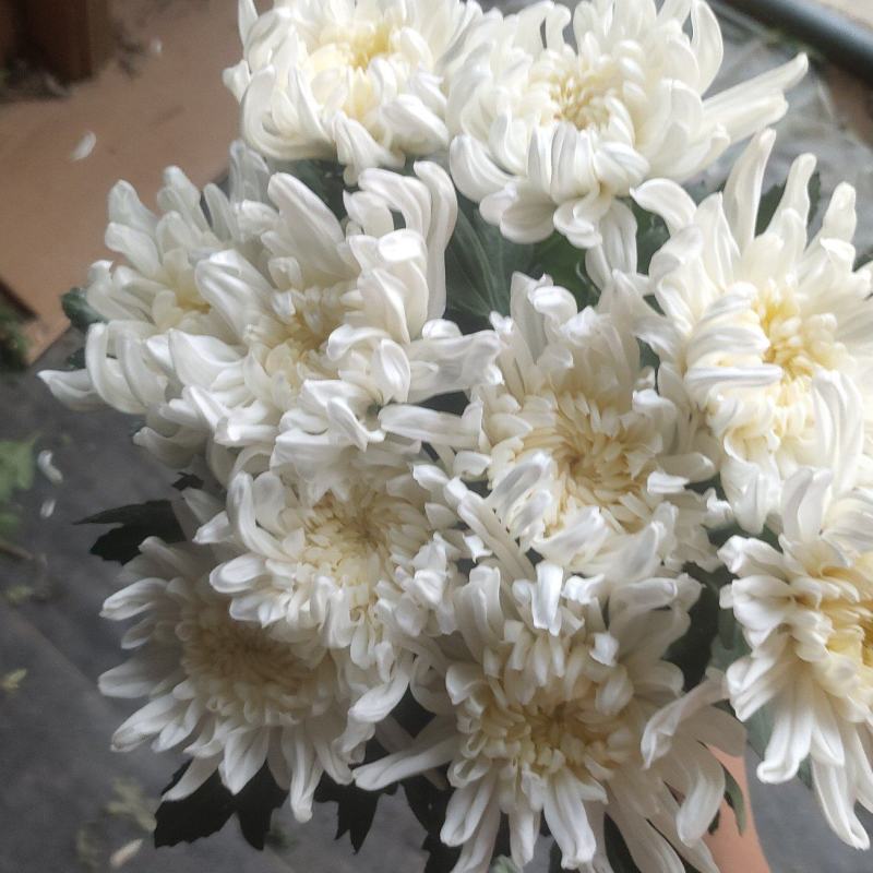 江苏基地一手货源黄白菊，鲜切花，插花，祭祀