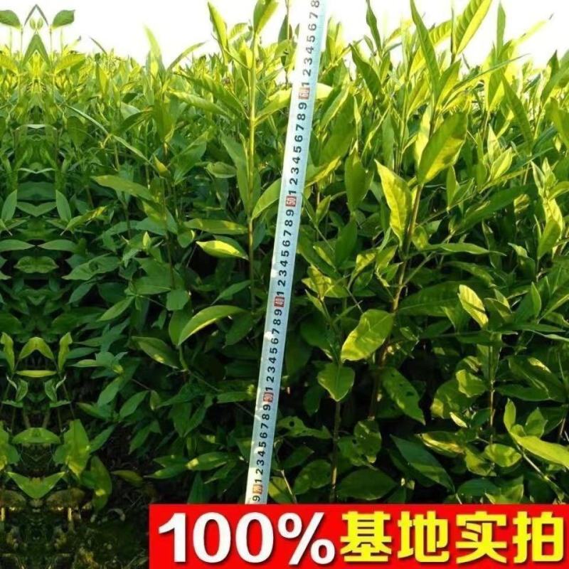 药用黄栀子苗小叶野生黄栀子苗高产福建苗江西栀子苗