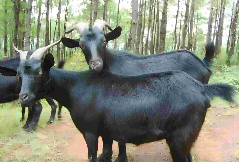 【熟羊肉】贵州黑山羊