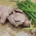 【熟羊肉】贵州黑山羊