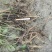 芍药苗赤芍苗产地直发品质保障一手货源技术支持
