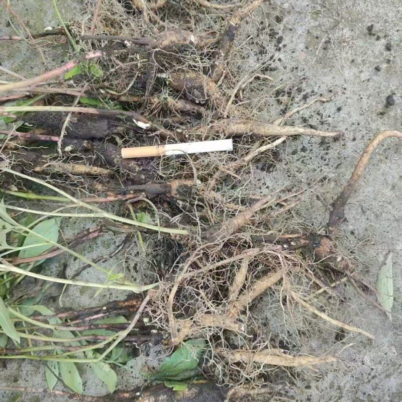 芍药苗赤芍苗产地直发品质保障一手货源技术支持