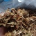 优质儿菜干菜，可长期供应批发零售