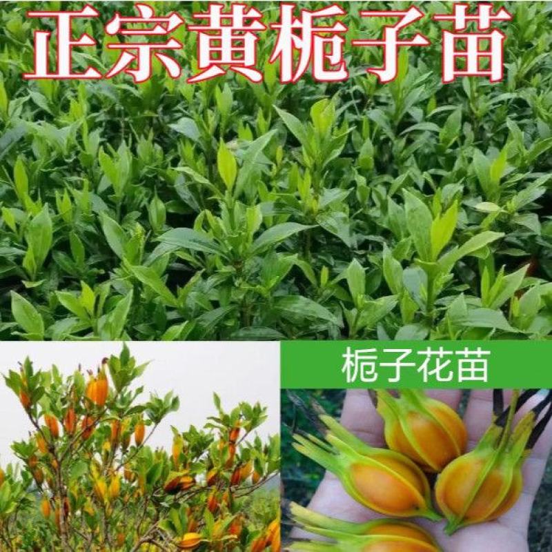 江西优质黄栀药用黄栀子苗野生黄栀子苗高产福建栀子苗扦插苗