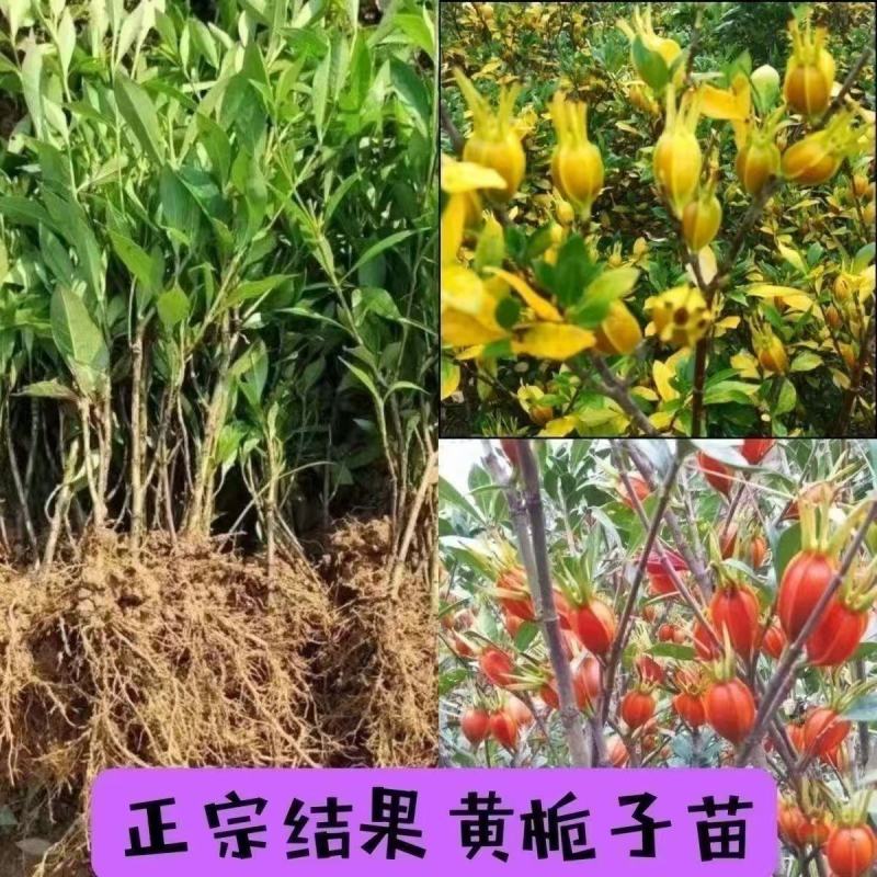 江西优质黄栀药用黄栀子苗野生黄栀子苗高产福建栀子苗扦插苗