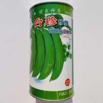 台珍99抗白粉病甜豌豆种子早生水果豌豆种子糖度高基地播种