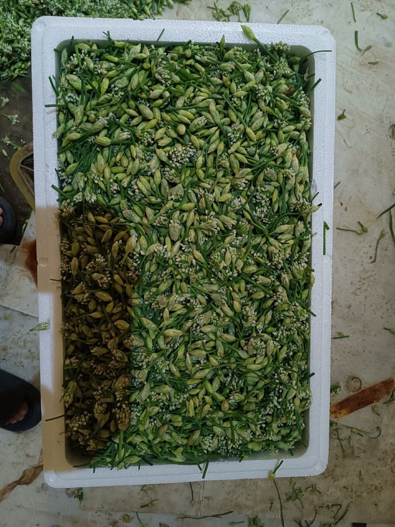 韭花豆，韭菜花韭花种植基地，可对接各大市场和电商平台