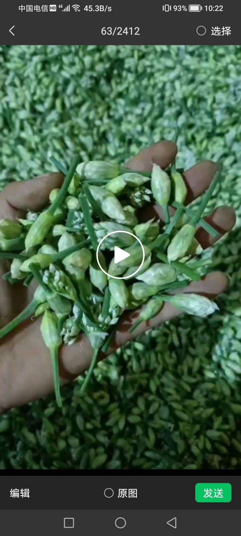 韭花豆，韭菜花韭花种植基地，可对接各大市场和电商平台