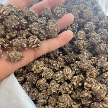 猫爪草自家种植基地常年供应量大价优可视频看货